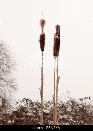 close up of bulrush in white winter sky outside nature plant Stock Photo