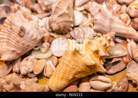 Assorted seashells are displayed at the 34th annual Mobile International Festival, Nov. 17, 2018, in Mobile, Alabama. Stock Photo