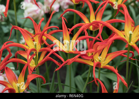 Tulip Acuminata. Extraordinary old-fashioned tulip with blood-red and yellow spear-like petals with yellow bases. Stock Photo