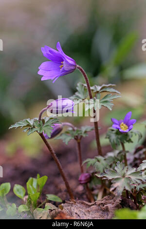 blossoming balkan anemone or spring anemone anemone blanda Stock Photo