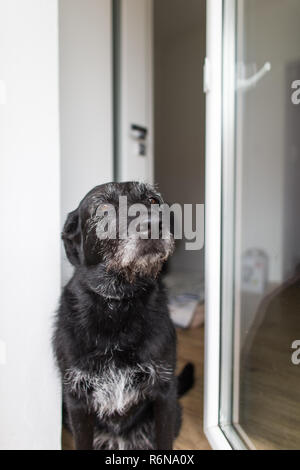 Cute black dog home, waiting for his owner to come home Stock Photo