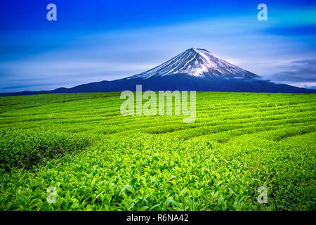 Green tea fields and Fuji mountain in Japan. Stock Photo