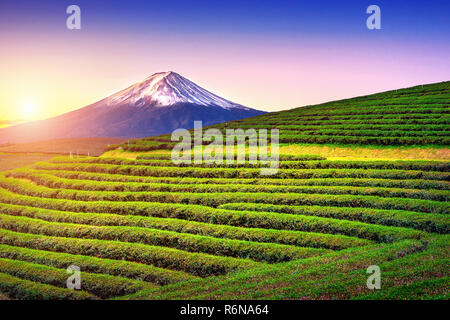 Green tea fields and Fuji mountain in Japan. Stock Photo