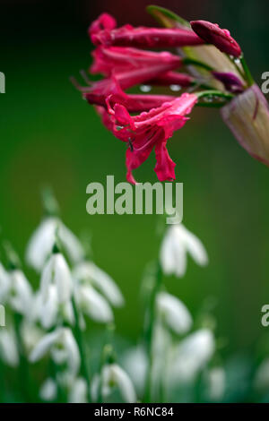 Nerine Companion Mr John,Galanthus reginae-olgae subsp vernalis Alex Duguid,autumn,early,flowering,flowers,snowdrop,snowdrops,garden,RM Floral Stock Photo