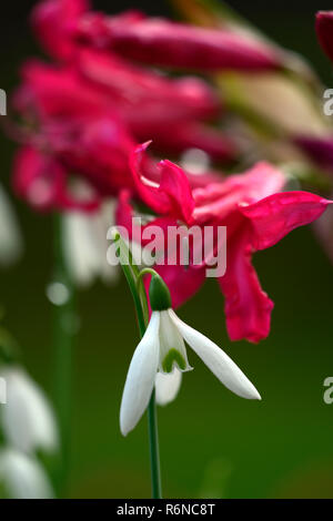 Nerine Companion Mr John,Galanthus reginae-olgae subsp vernalis Alex Duguid,autumn,early,flowering,flowers,snowdrop,snowdrops,garden,RM Floral Stock Photo