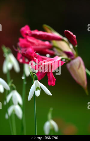 Nerine Companion Mr John,Galanthus reginae-olgae subsp vernalis Alex Duguid,autumn,early,flowering,flowers,snowdrop,snowdrops,garden,RM Floral Stock Photo