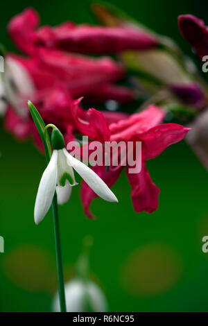 Nerine Companion Mr John,Galanthus reginae-olgae subsp vernalis Alex Duguid,autumn,early,flowering,flowers,snowdrop,snowdrops,garden,RM Floral Stock Photo