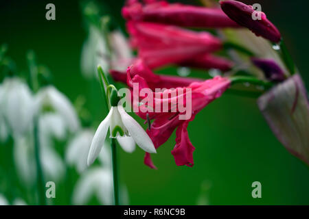 Nerine Companion Mr John,Galanthus reginae-olgae subsp vernalis Alex Duguid,autumn,early,flowering,flowers,snowdrop,snowdrops,garden,RM Floral Stock Photo