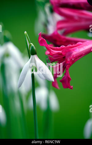 Nerine Companion Mr John,Galanthus reginae-olgae subsp vernalis Alex Duguid,autumn,early,flowering,flowers,snowdrop,snowdrops,garden,RM Floral Stock Photo