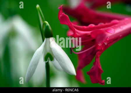 Nerine Companion Mr John,Galanthus reginae-olgae subsp vernalis Alex Duguid,autumn,early,flowering,flowers,snowdrop,snowdrops,garden,RM Floral Stock Photo