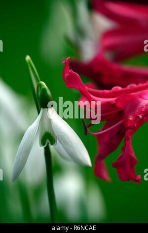 Nerine Companion Mr John,Galanthus reginae-olgae subsp vernalis Alex Duguid,autumn,early,flowering,flowers,snowdrop,snowdrops,garden,RM Floral Stock Photo