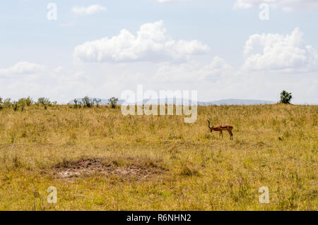 Impalas grazing in Maasai Mara Park in North West Kenya Stock Photo