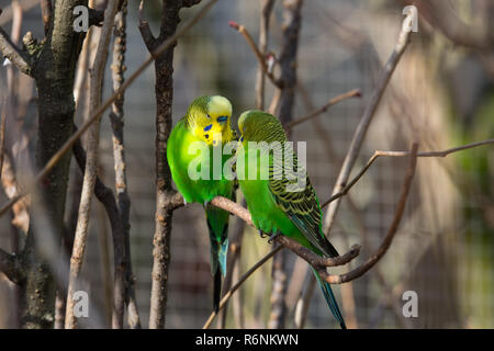 budgerigar couple on a branch Stock Photo