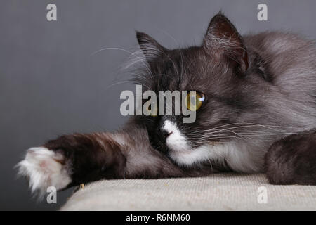 Close up portrait of gray domestic cat Stock Photo