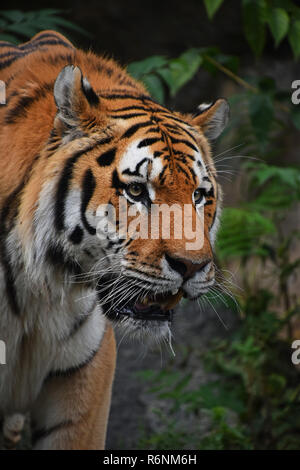 Close up portrait of mature Siberian tiger male Stock Photo