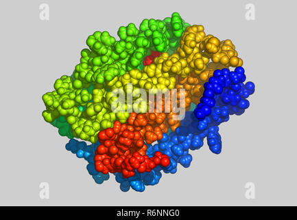 vitis vinifera molecular model Stock Photo