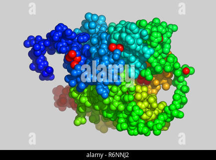 vitis vinifera molecular model Stock Photo