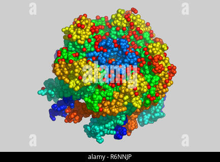 vitis vinifera molecular model Stock Photo