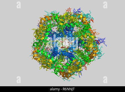 vitis vinifera molecular model Stock Photo