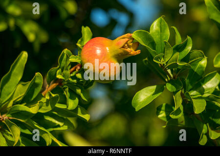 Unripe pomegranate hanging on a green branch in the sun. Stock Photo