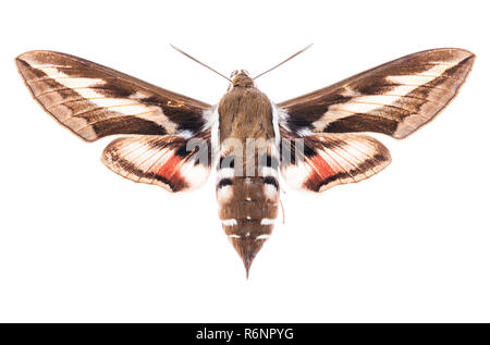 Bedstraw hawk-moth isolated on white Stock Photo