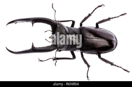 Hexarthrius mandibularis stag beetle isolated Stock Photo