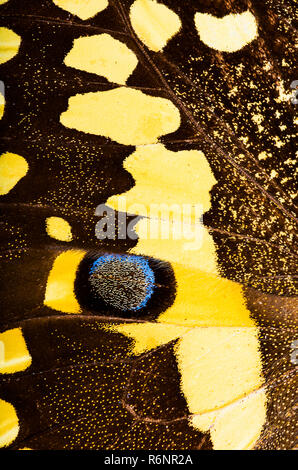 Citrus swallowtail (Papilio demodocus) butterfly background Stock Photo