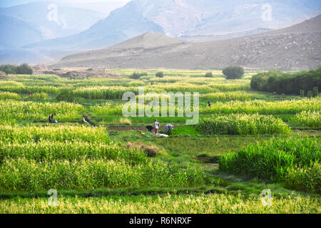 Self-sufficient labor-intensive farming in Morocco Stock Photo