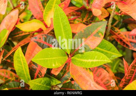 Croton plant leaves closeup with their vibrant green red yellow brown foliage. Stock Photo