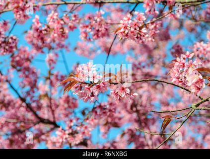 Beautiful pink wild Himalayan cherry blossom in spring  over blue sky Stock Photo