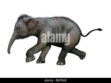 3D Rendering Indian Elephant Baby on White Stock Photo