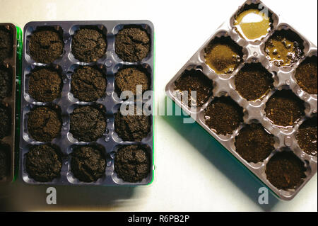 planting seeds at home in special containers Stock Photo