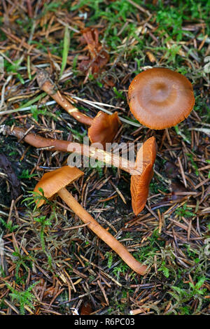 Cortinarius gentilis, a deadly fungus of the genus Cortinarius Stock Photo