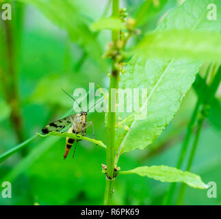 scorpionfly on green leaf Stock Photo