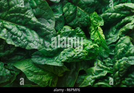 green fresh spinach leafs close up from above, green background, organic food Stock Photo