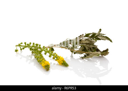Common agrimony flower with dried leaves Stock Photo