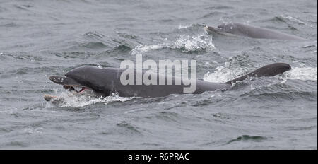 Bottlenose dolphin hunting Atlantic salmon in Scottish waters Stock Photo