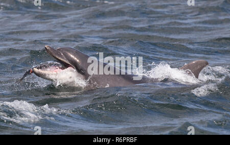 Bottlenose dolphin hunting Atlantic salmon in Scottish waters Stock Photo