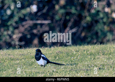 Young wild european magpie in the park Stock Photo