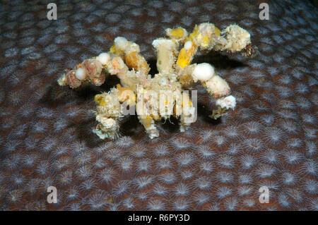 spider decorator crab (Camposcia retusa)  Bohol Sea, Cebu, Philippines, Southeast Asia Stock Photo