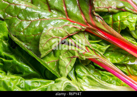 Rainbow swiss chard, mangold beetroot leaves Stock Photo