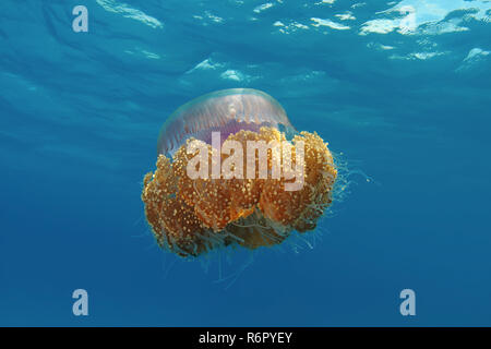 Cauliflower jellyfish (Cephea cephea) Indian Ocean, Maldives Stock Photo