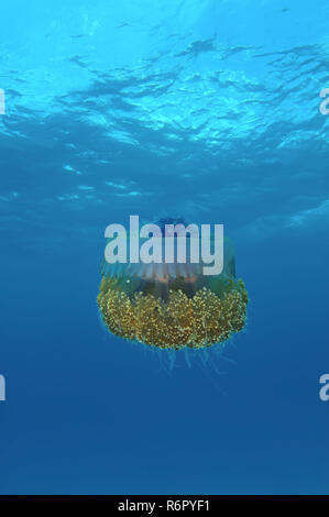 Cauliflower jellyfish (Cephea cephea) Indian Ocean, Maldives Stock Photo