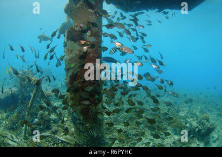school of tropical fish, South China Sea, Redang, Malaysia, Asia Stock Photo