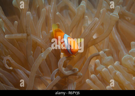 Australian clownfish or red anemonefish (Amphiprion rubrocinctus) South China Sea, Redang Island, Malaysia, Asia Stock Photo