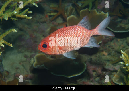 Blue-lined squirrelfish (Sargocentron tiere) South China Sea, Redang Island, Malaysia, Asia
