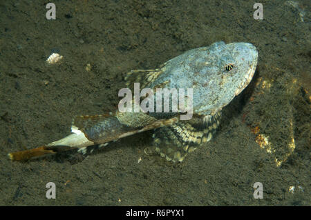 Steller's sculpin or frog sculpin (Myoxocephalus stelleri) Far East, Sea of Japan, Russia Stock Photo
