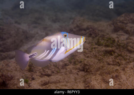 blackbar triggerfish, Picasso triggerfish, Picassofish, Jamal or lagoon triggerfish (Rhinecanthus aculeatus) Indian Ocean, Hikkaduwa, Sri Lanka, South Stock Photo