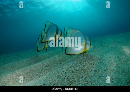 school of fish Teira batfish, Roundface batfish, Longfin spadefish or longfin batfish (Platax teira) on the sandy bottom, Red sea, Marsa Alam, Abu Dab Stock Photo