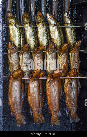 Smoked Atlantic mackerels (Scomber scombrus) in the smoking cabinet, Germany Stock Photo